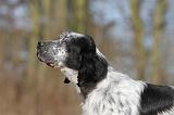 SETTER ANGLAIS 018